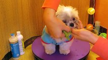 Quick and Easy Shih Tzu face wash - prevent tear stains - How to groom your Shih Tzu