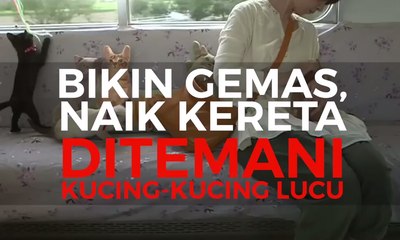 下载视频: Naik Kereta Ini Ditemani Kucing-Kucing lucu