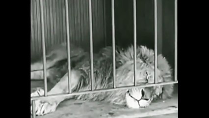 หนังตลก ชาร์ลี แชปลิน ตอน ละครสัตว์ ตลก ขำๆ_charlie Chaplin -Circus