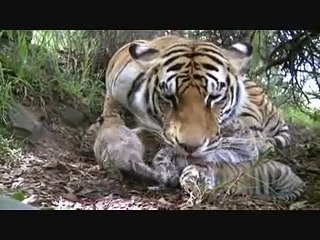 Tiger birth. Tigress gives birth to 5 tiger cubs at Tiger Canyons. Help tigers - share our posts