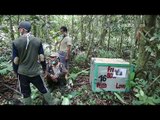 Rehabilitasi Pelepasan Orang Utan Sebelum Dilepas Di Hutan Sungguhan - NET5