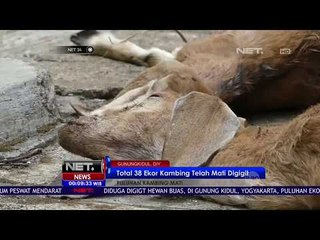 Puluhan Ekor Kambing Mati Dengan Kondisi Mengenaskan - NET5