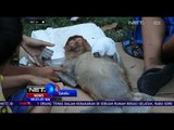 Seekor Bekantan Betina Mati Kesetrum di Banjarmasin - NET24