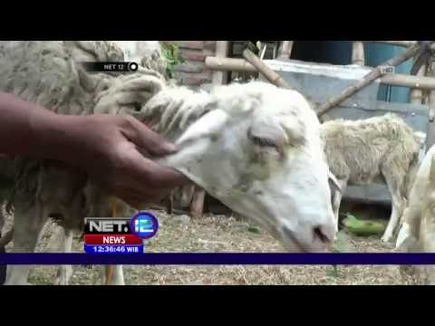 53 Domba Mati Digigit Anjing Beracun - NET12