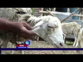 53 Domba Mati Digigit Anjing Beracun - NET12