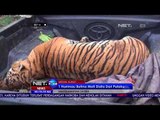 Petugas Tangkap Pelaku Pemburu Harimau NET 24