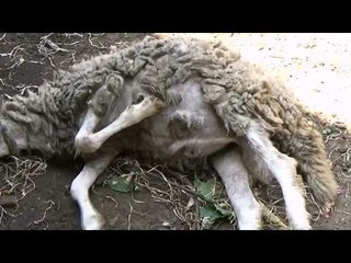 Jumlah Domba Mati Mendadak Naik Menjadi 60 Ekor NET 12