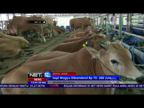 Sapi Kurban Jenis Wagyu Asal Jepang - NET12
