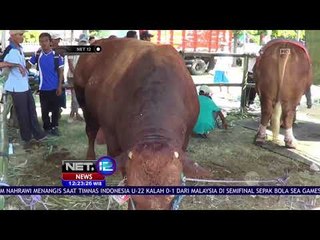 Kontes Sapi Jumbo, Sapi Berbobot 1 Ton 338 Kuintal Jadi Juara NET 12