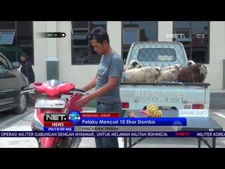 Pencurian Ternak, Pelaku Curi 10 Ekor Domba NET 24