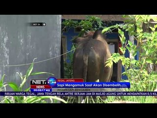 Sapi Mengamuk Saat Akan Disembelih - NET24