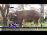 Sapi-sapi Sumbangan Presiden Jokowi di Beberapa Daerah NET 24