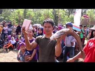 Ribuan Warga Berburu 1,5 Ton Ikan Dengan Alat Sederhana NET 12