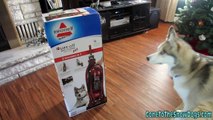 Shelby on the Bissell Vacuum Cleaner Box! Siberian Husky Lift off Multi-Cyclonic Pet Dog