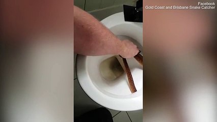 Venomous snake hiding in Queensland family's toilet
