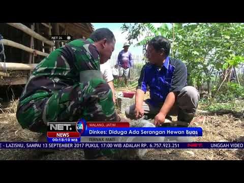 Belasan Kambing Mati, Dinkes: Diduga Diserang Hewan Buas - NET24