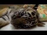 Intip Keseruan Anak Harimau Sumatra Di Kebun Binatang San Diego - NET24