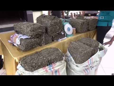 Petugas Berhasil Gagalkan Penyelundupan Ganja Seberat 60Kg - NET5