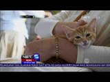 Kampanye Untuk Menyelamatkan Kucing Liar Di Jepang - NET5