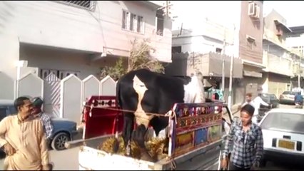 Intelligent Technology Modern Cow   Pig Transportation Mega Machine Carriers Trucks Oversi
