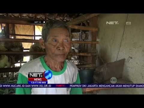 Selain Untuk Ternak, Kandang Kambing Ini Dipakai Untuk Tinggal Seorang Kakek 72 Tahun - NET12