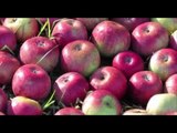 Giugliano (NA) - La mela annurca in Terra dei Fuochi (26.10.15)