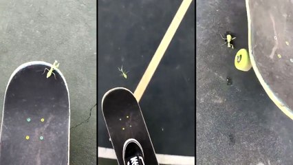 Ce mec fait du skate avec une mante religieuse jusqu'à ce que celle-ci se suicide..