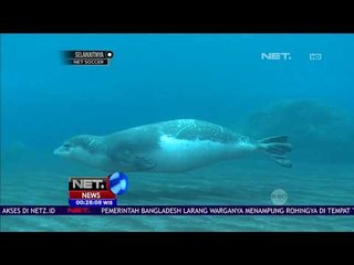 Hampir Punah, Ilmuwan Lakukan Penlitian Untuk Selamatkan Mediteranian Monk Seals - NET24