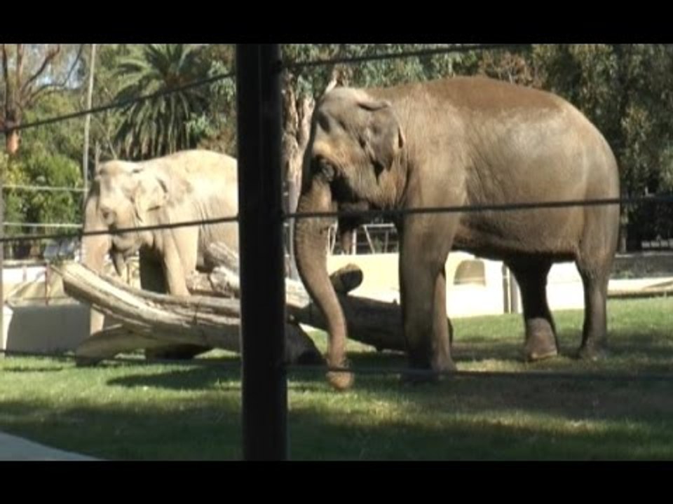 Napoli - Allo Zoo arrivano mamma e figlia elefantesse (02.11.15)