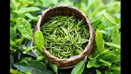 Видео, после просмотра которого захочется выпить чашечку зеленого чая