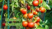 Best supports for your tomato plants - Cages/Trellis/Stakes reviewed