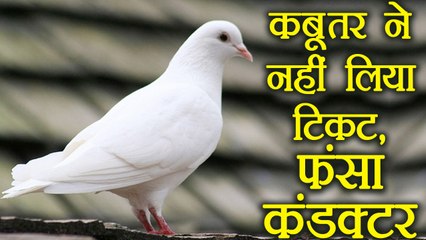 Tamil Nadu: A bus conductor stuck in Trouble for not giving ticket to a Pigeon, Know more |वनइंडिया