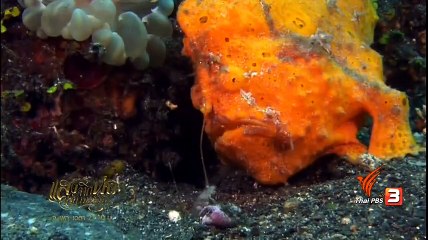 สารคดี ท่องโลกกว้าง 11 กันยายน 2560 HD ตื่นตากับสัตว์แสนแปลก ตอน สัตว์แปลกในมหาสมุทร