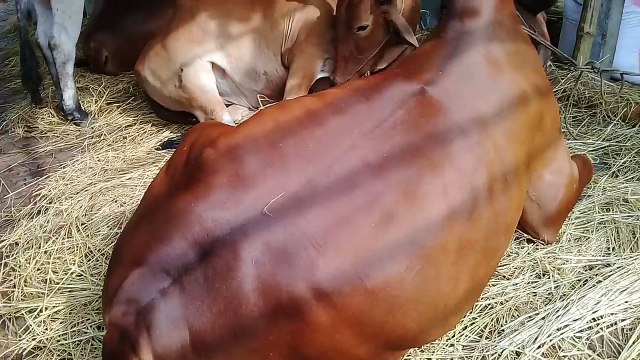 কম দামে সেরা ক্রয় আজকে গরুর হাটের খবর দেখুন খুব কম দাম Gorur Haat Update News 2017