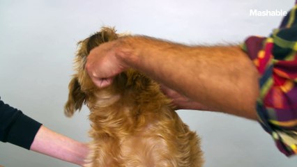 100 Years of Brussels Griffon Beauty