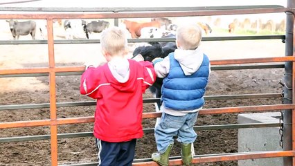 Where Does Milk Come From?