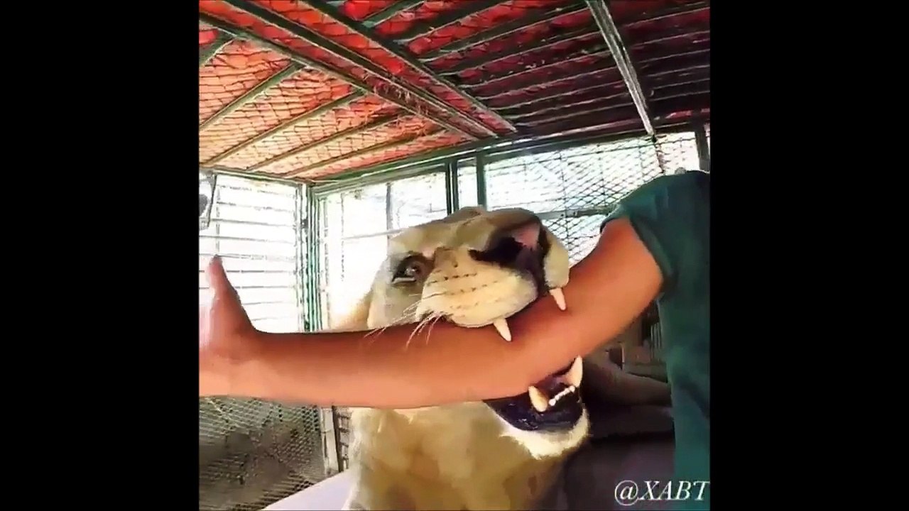 Dubai Prince playing with his pet lions. Friends vitaly get chased and ass bitten by his lions!!