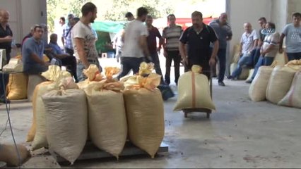 TMO Tüm Fındığa Talip Oldu