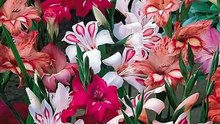 Gladiolus - a genus of perennial cormous flowering plants