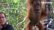 Forest school rescues orangutan orphans, teaches them to survive in the wild