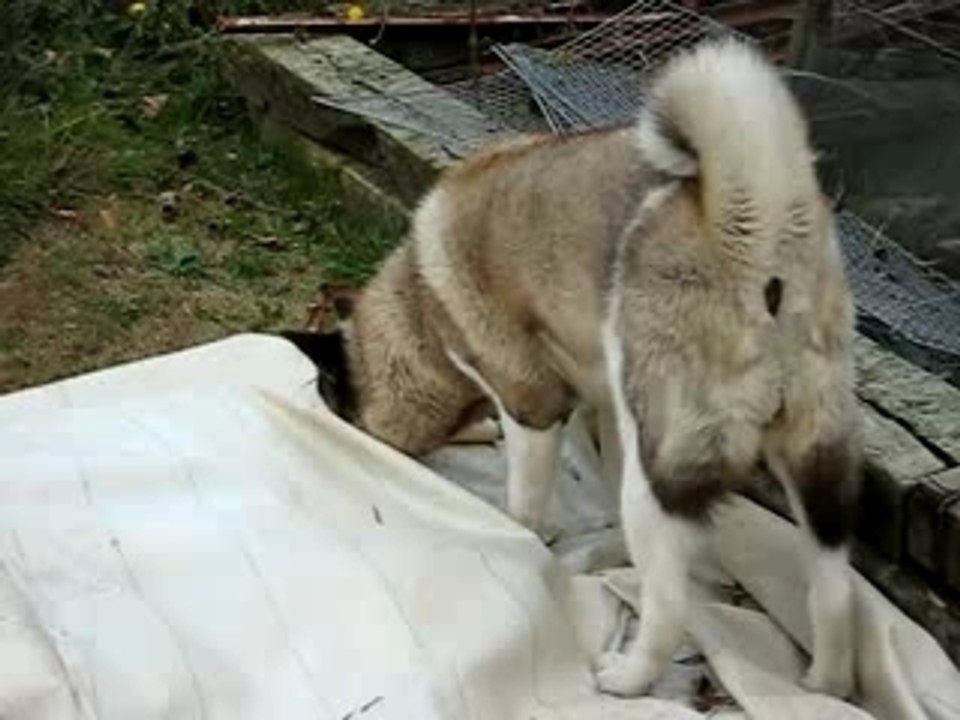 Bayaa chasseuse ? Nan nan c'est pas elle ! lol