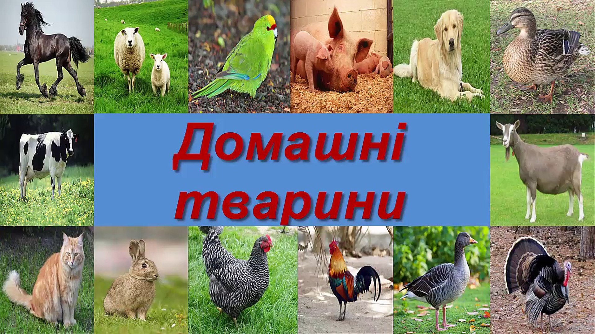 ⁣ГОЛОСИ ДОМАШНІХ ТВАРИН ДЛЯ ДІТЕЙ