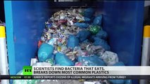 Scientists have found a plastic-eating fungus in Pakistan