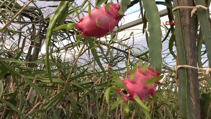 Mersin' de Pitaya Hasadına Başlandı