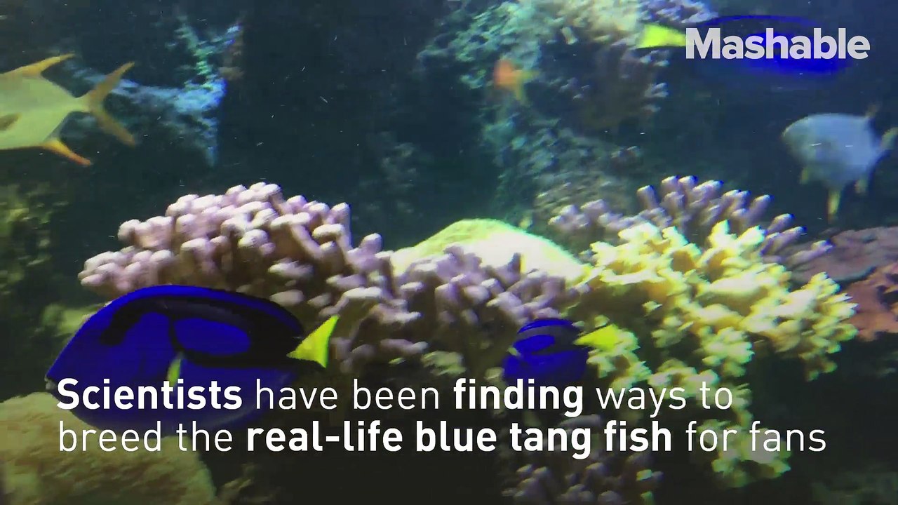 Scientists have figured out a way to breed more blue tang 'Dory' fish