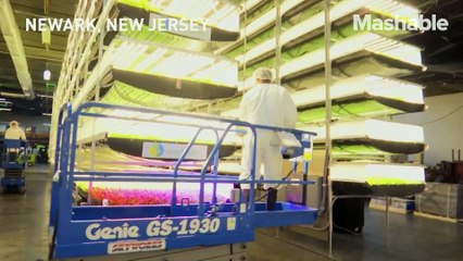 How this vertical farm can grow millions of crops without soil or sunshine