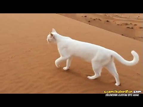 Kedilerin Arka Ayakları Her Zaman Ön Ayakların Bastığı Yere Basarmış