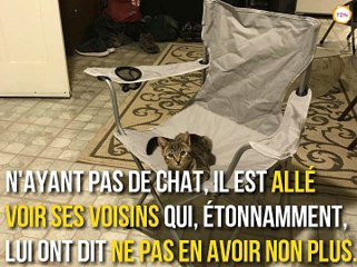 En rentrant chez lui, il trouve un chaton qui ne veut plus partir