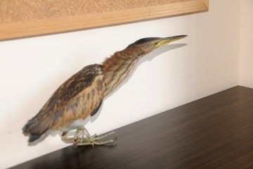 Nesli Tükenmekte Olan Kuş Türü Bulundu