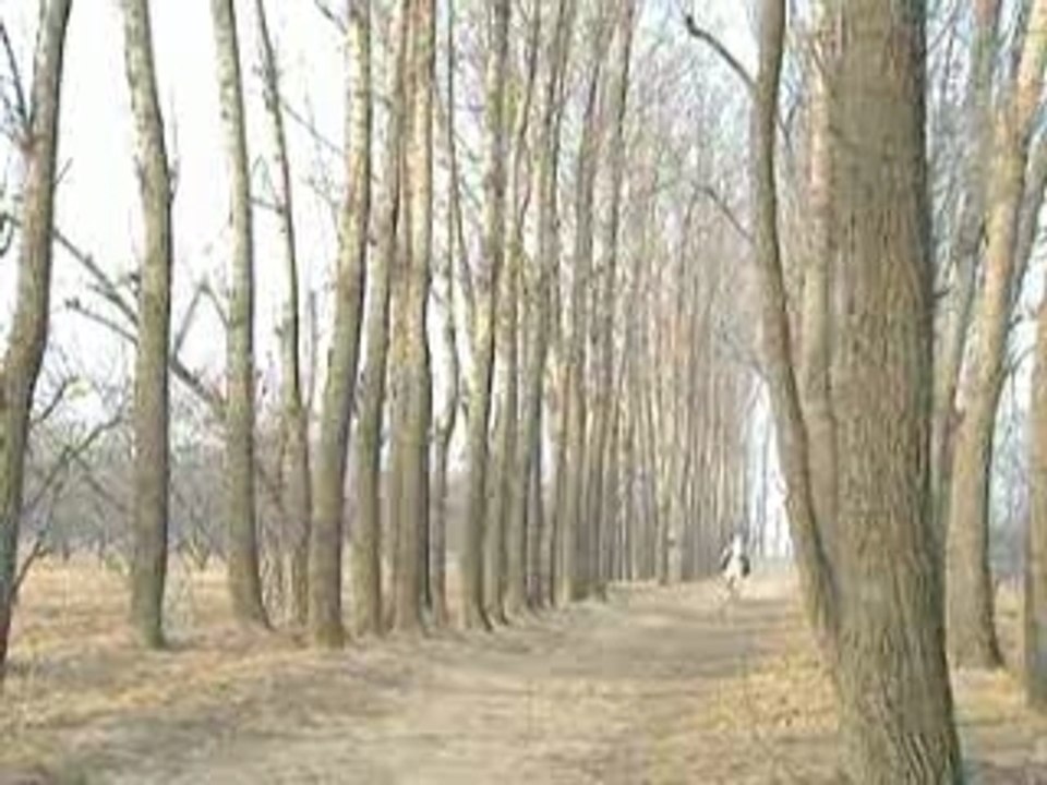 Ni Shi Feng Er Wo Shi Sha